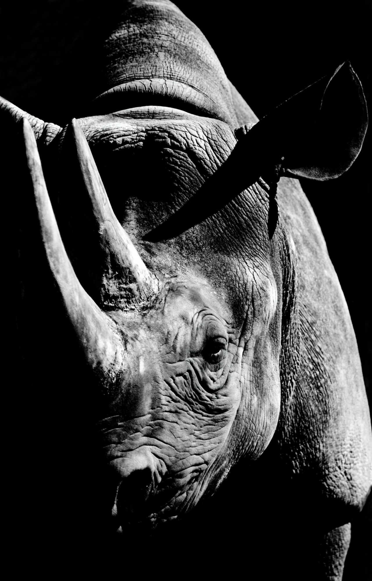 zwei Hörner (Zoo Berlin)